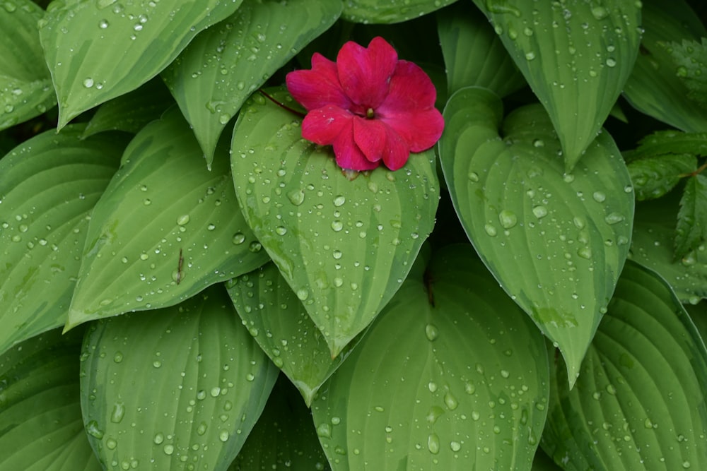 a red flower sitting on top of green leaves