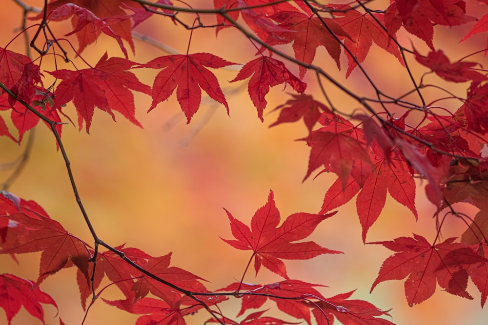 a branch with red leaves in front of a yellow background