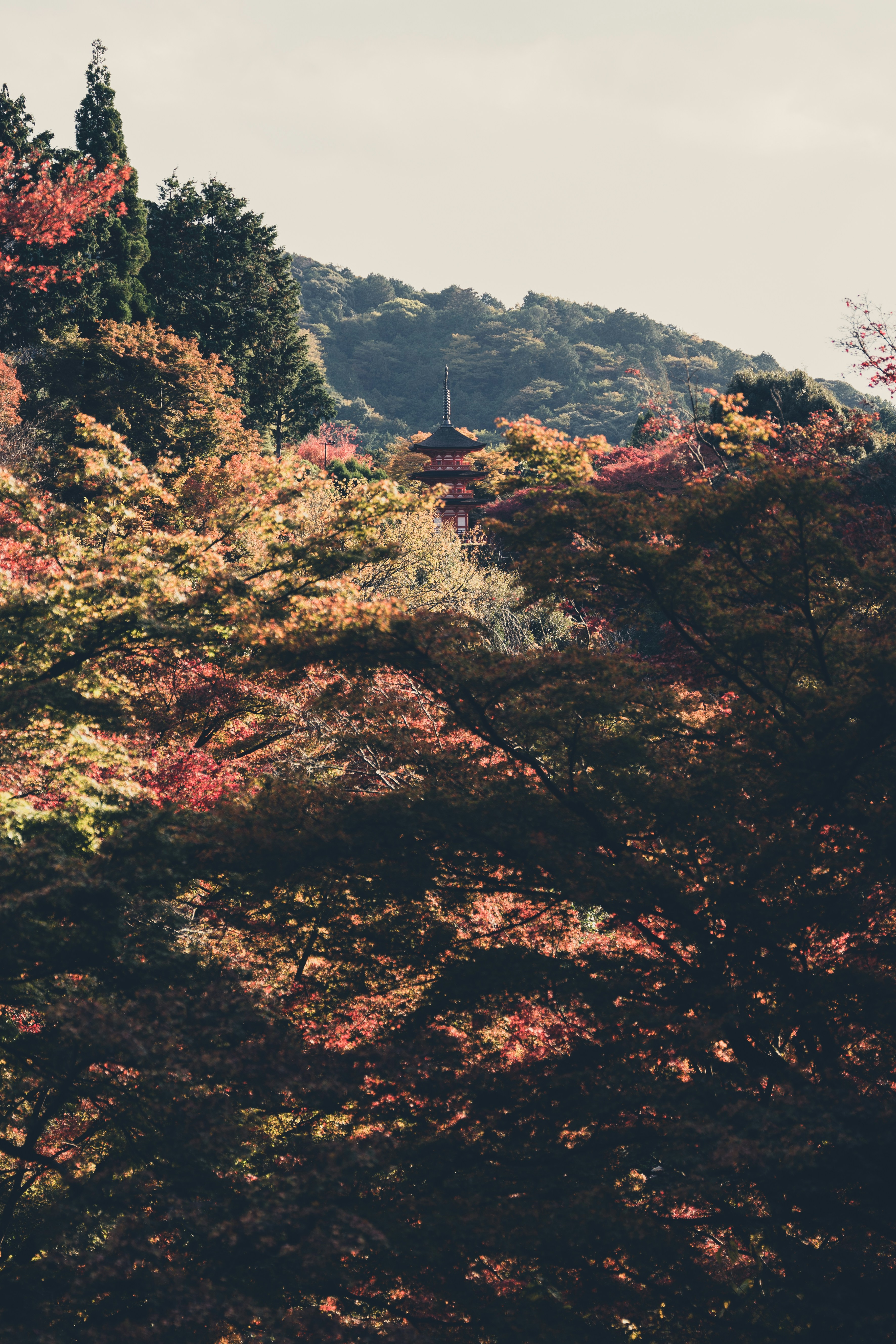 a forest filled with lots of trees covered in fall colors