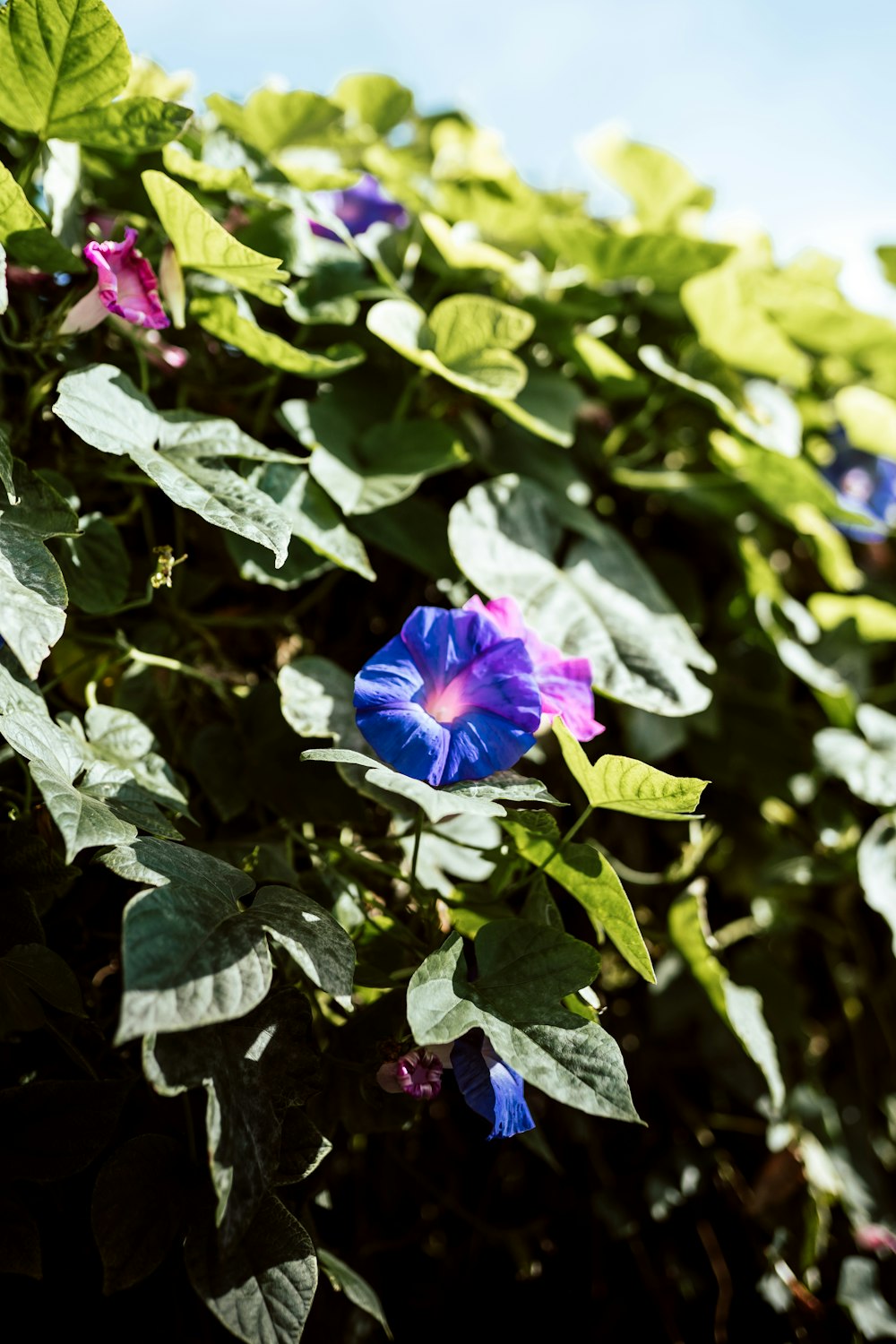 a blue and purple flower sitting on top of a lush green plant