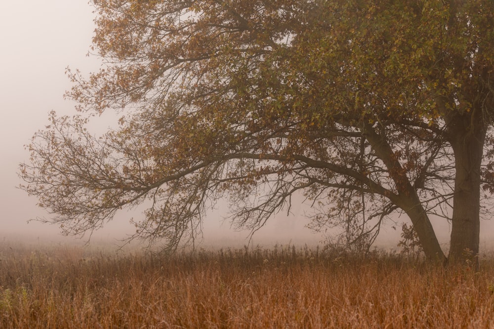 a foggy field with a lone tree in the foreground