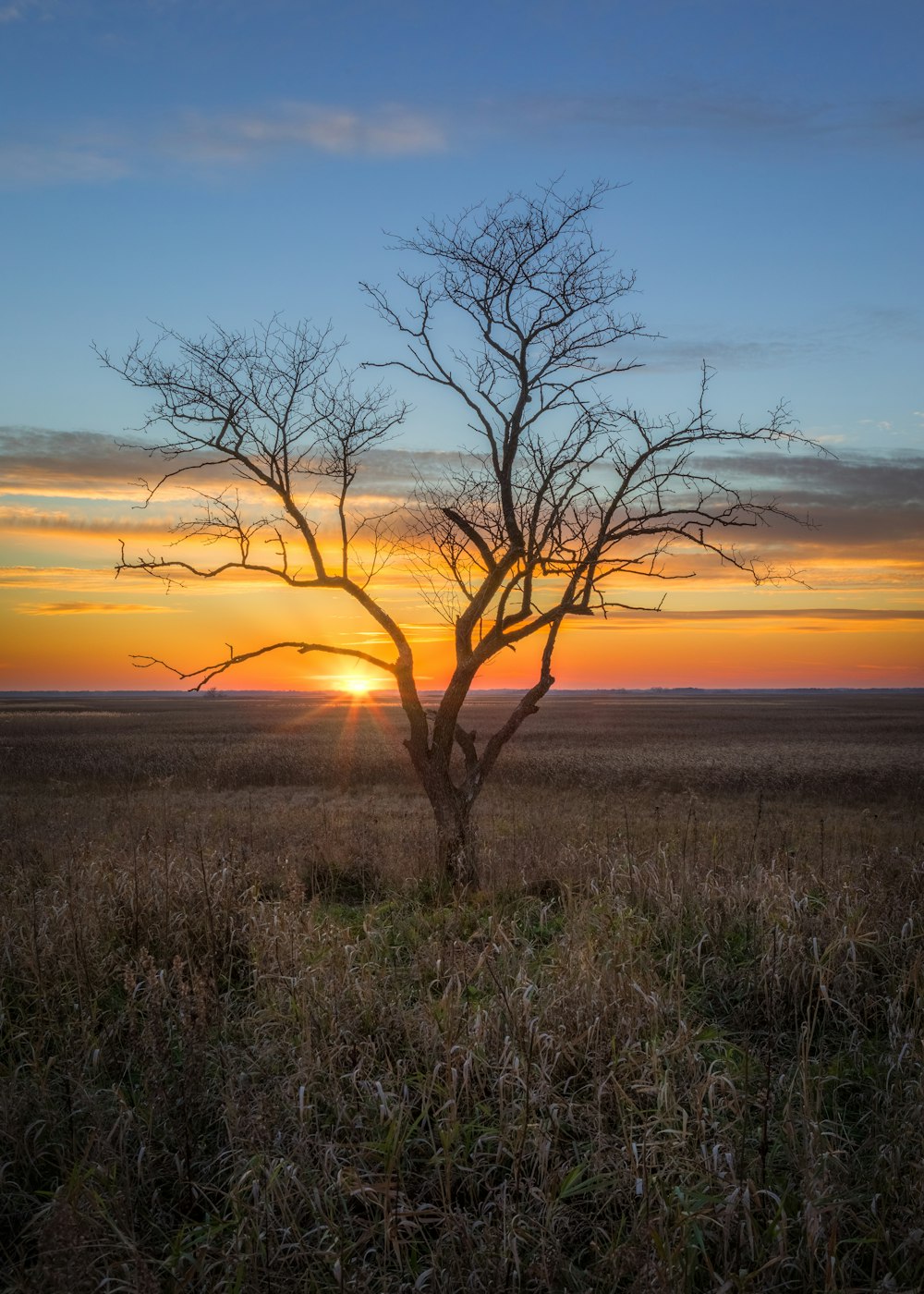 a lone tree in a field with the sun setting in the background