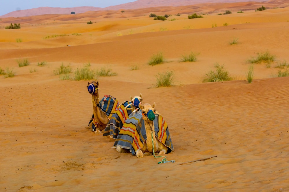 a couple of camels that are sitting in the sand