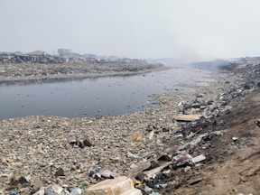 Urban Plants Are Absorbing Microplastics — Here’s What That Means for You