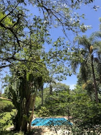 A small swimming pool covered with a blue tarp is surrounded by lush, dense green foliage and tall trees. The scene is set outdoors, showing a bright, sunny day with a clear blue sky visible through the branches and leaves overhead.