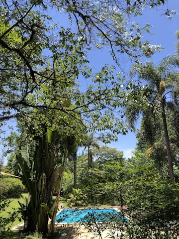 A small swimming pool covered with a blue tarp is surrounded by lush, dense green foliage and tall trees. The scene is set outdoors, showing a bright, sunny day with a clear blue sky visible through the branches and leaves overhead.