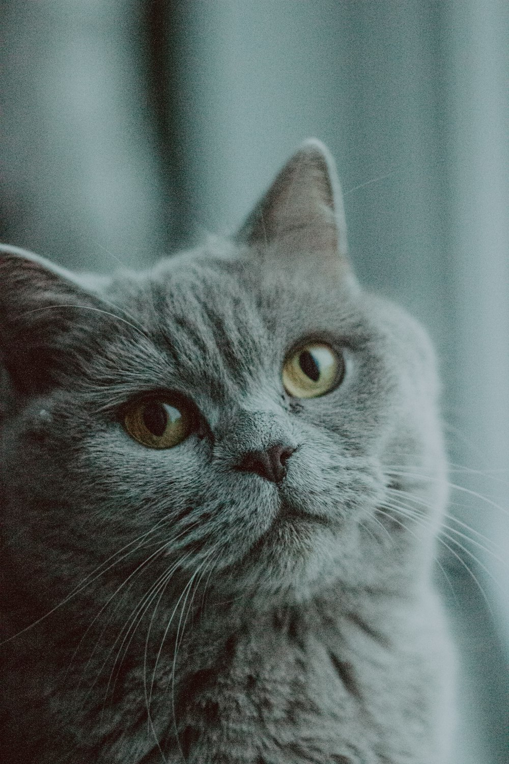 a gray cat is looking at the camera