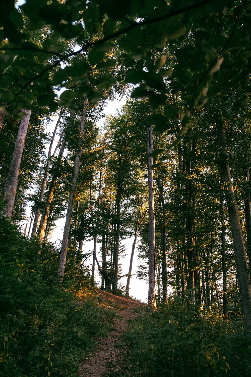 a path through a forest with lots of trees