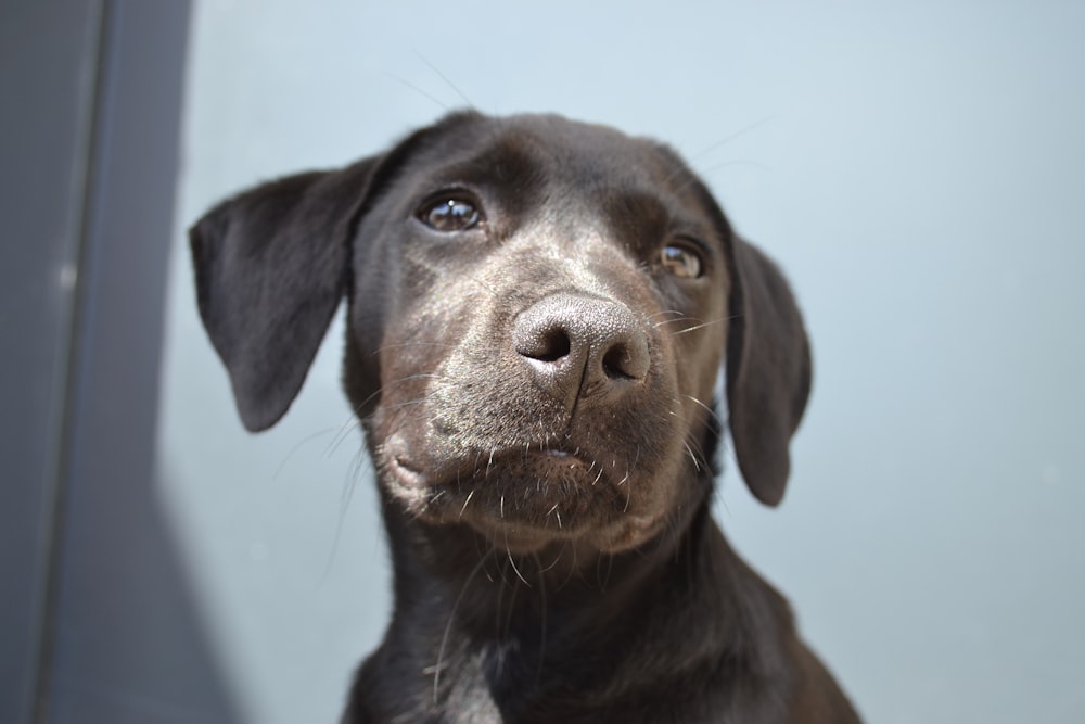 a close up of a dog with a sad look on his face