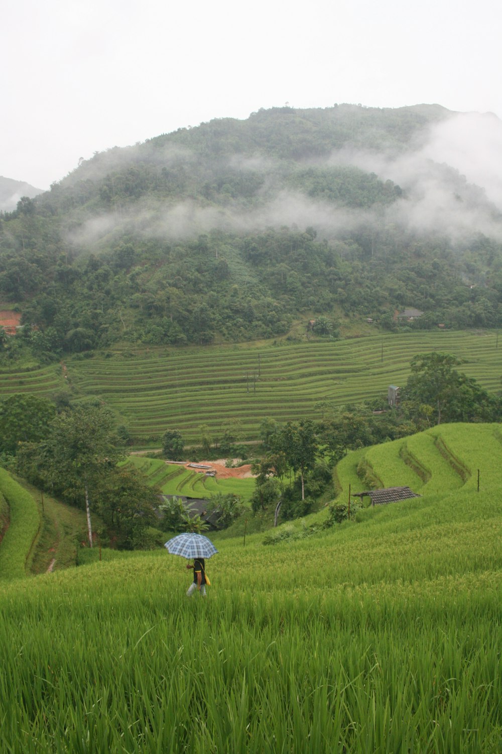 a person standing in a field holding an umbrella