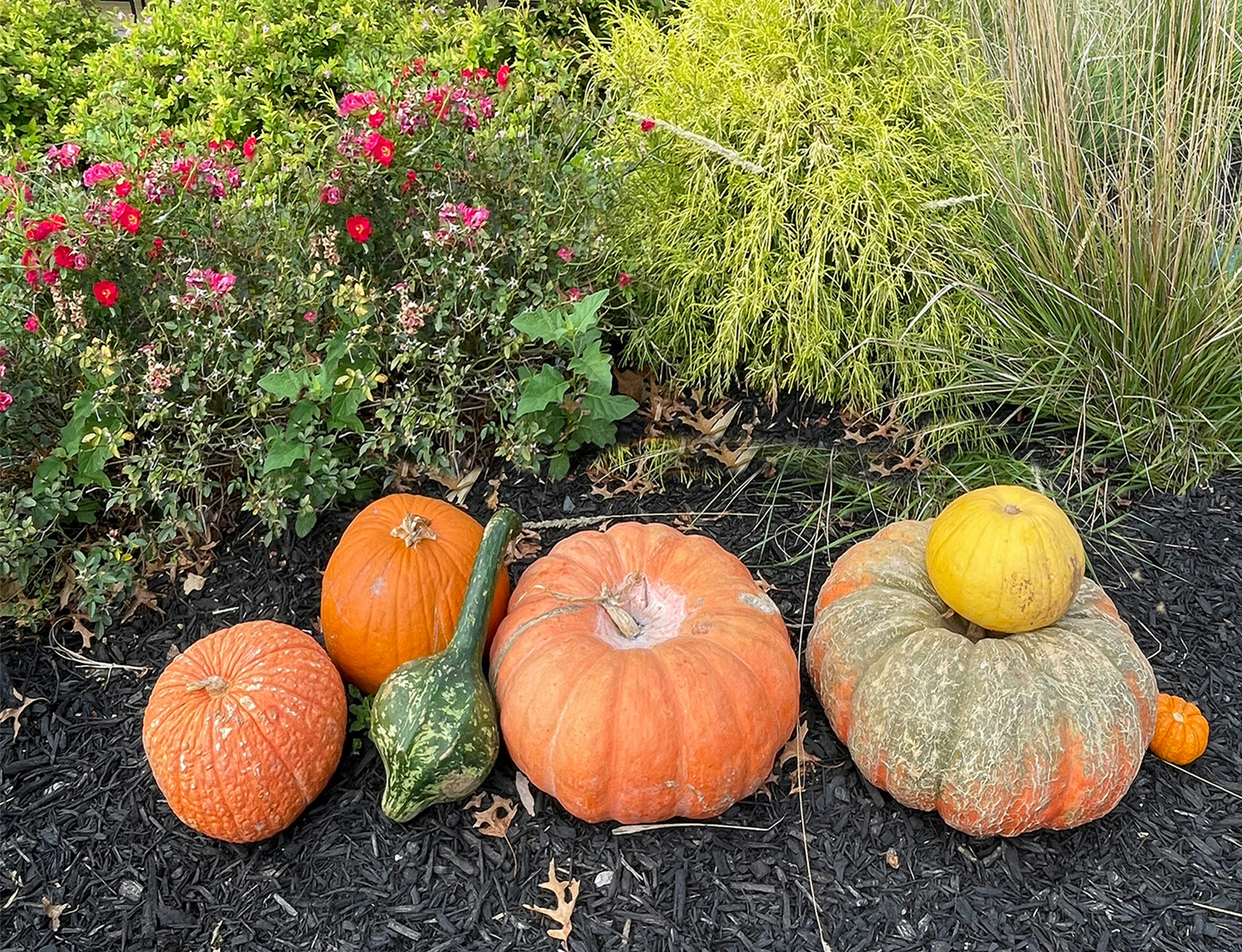 Photo Libre De Droit De Graines De Citrouille Séchées En Enveloppes Dans Un Bol Noir Sur Fond Blanc Isol%c3%a9 Gm1418546835 465195400