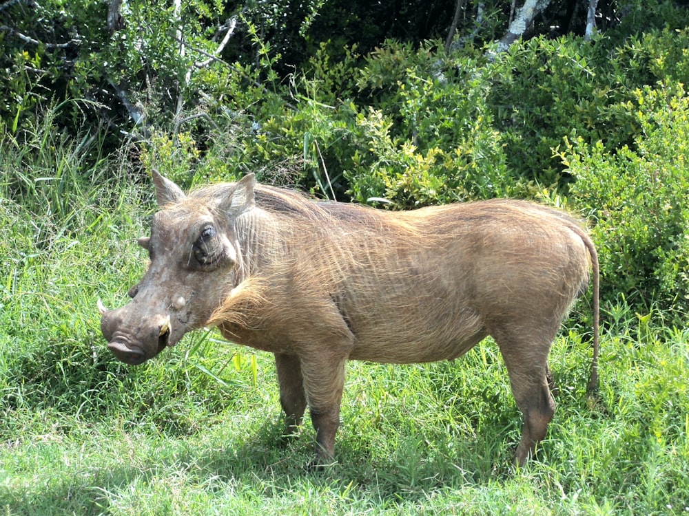 Ein Warzenschwein steht auf einer Wiese