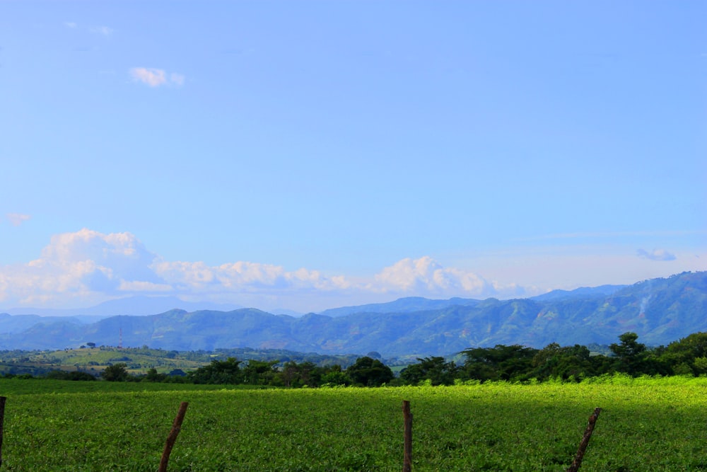 a lush green field with mountains in the background