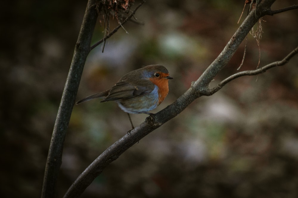 a small bird perched on a tree branch