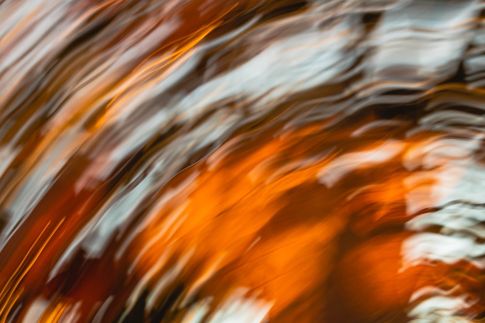 une photo floue d’un arbre aux feuilles oranges