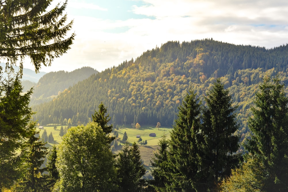 Una vista panoramica di una foresta con le montagne sullo sfondo