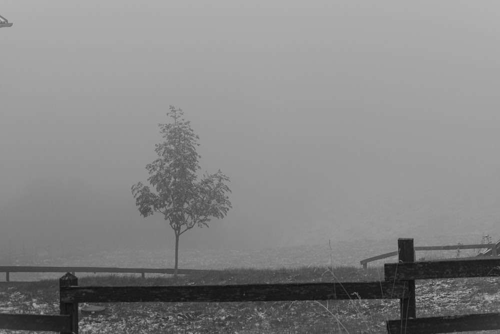 a lone tree in a field on a foggy day