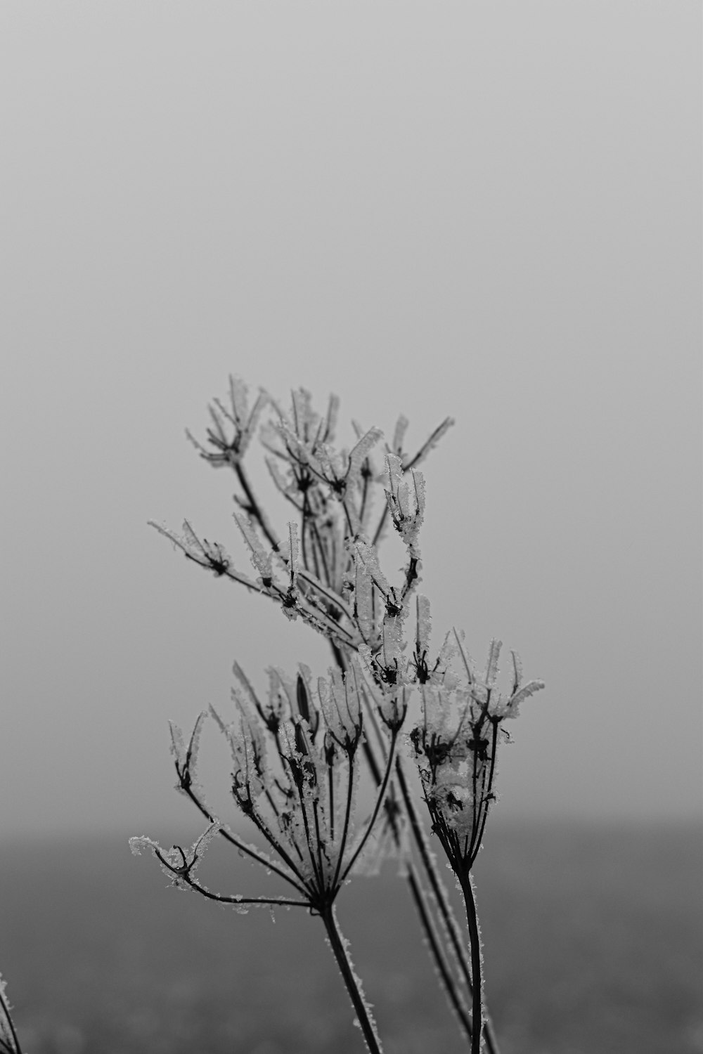 a black and white photo of a plant with ice on it