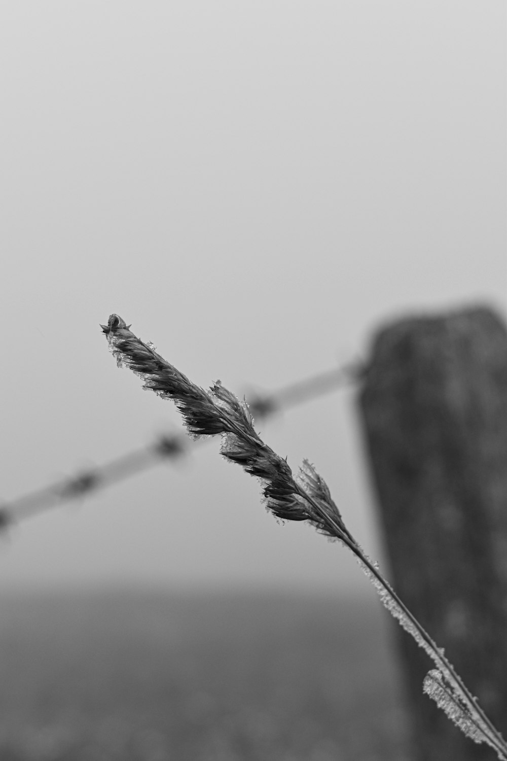 a black and white photo of a barbed wire fence