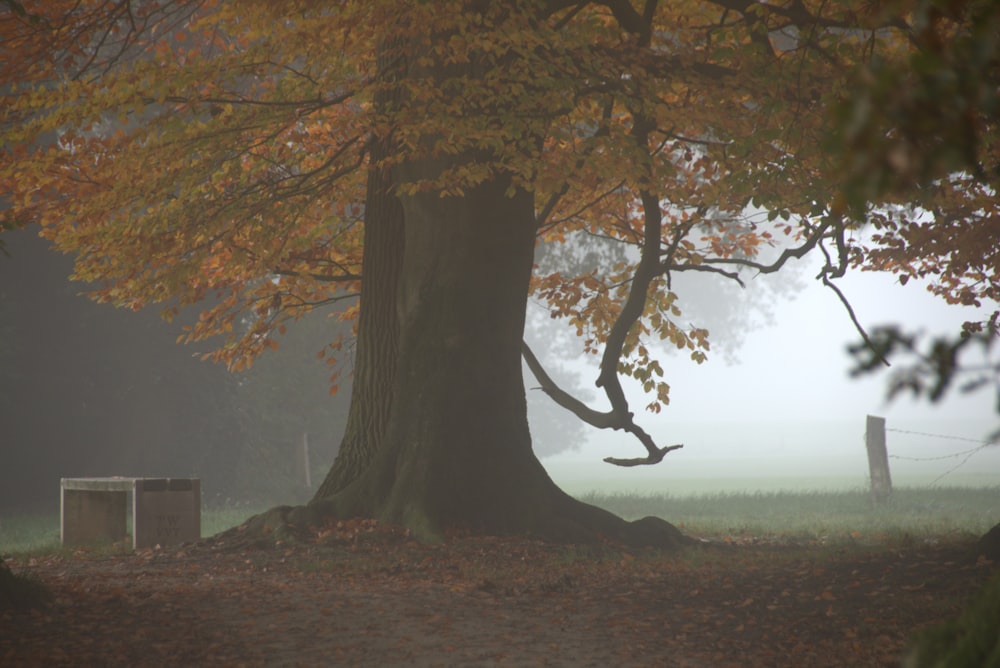 a tree in a field with fog in the background