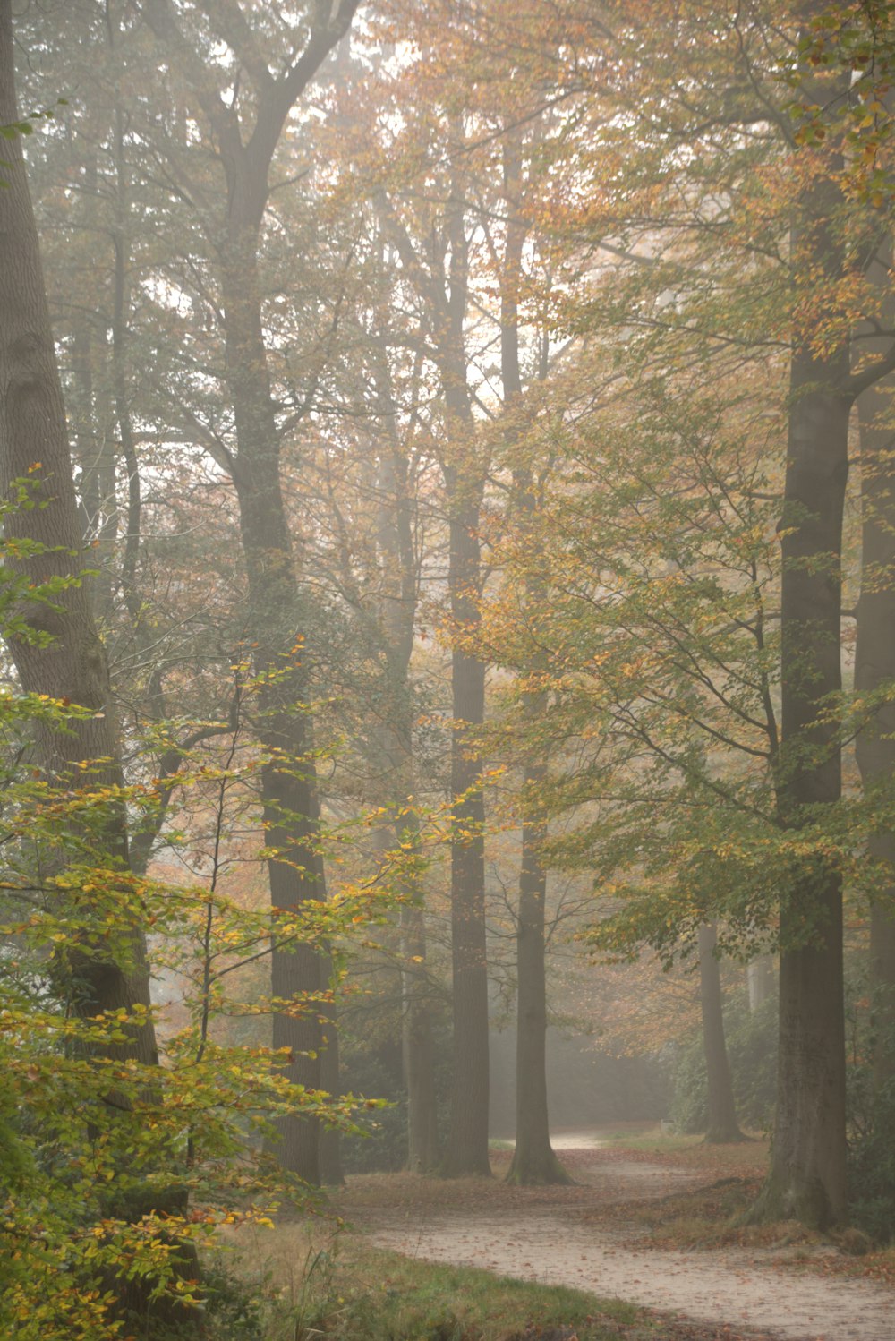 a path through a forest with lots of trees