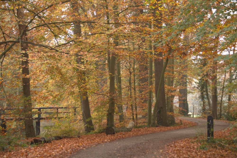 a path through a forest with lots of leaves on the ground