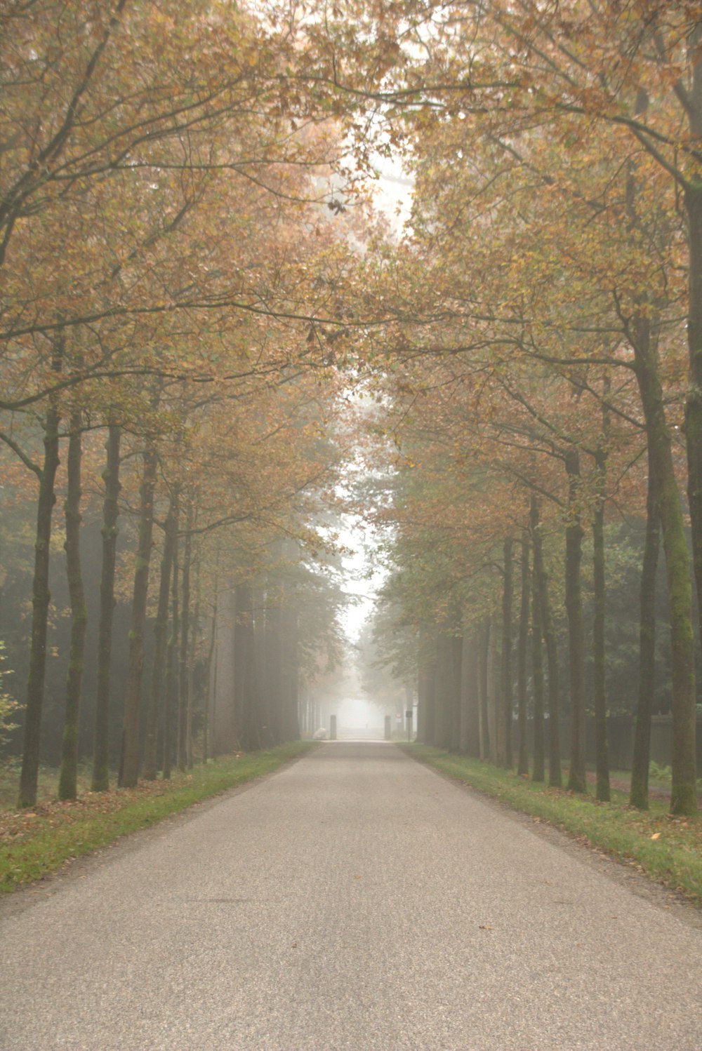 a tree lined road in the middle of a park