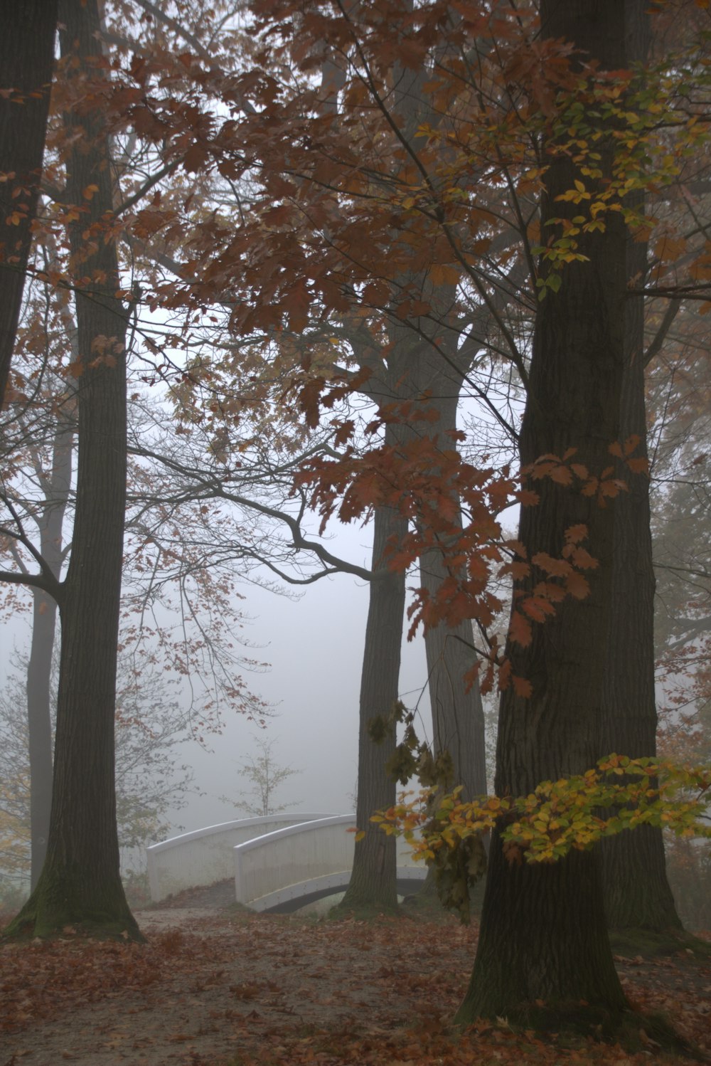 a foggy forest with trees and a bench