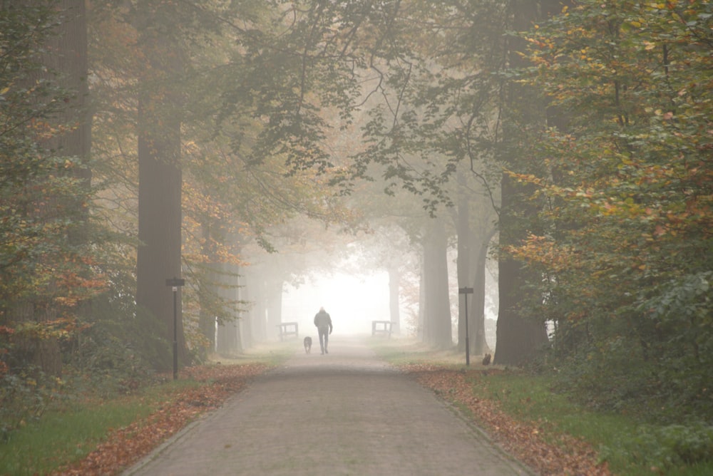 a person walking down a foggy path in the woods