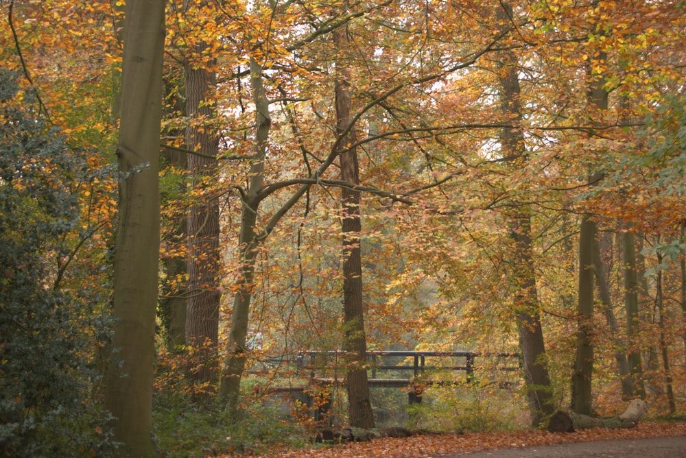 a bench in the middle of a wooded area