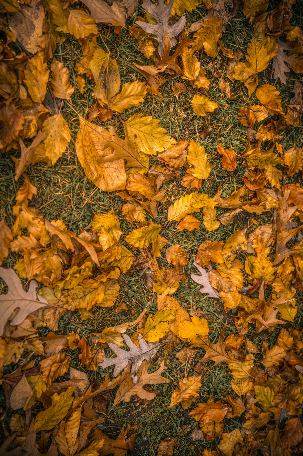 a bunch of leaves that are laying on the ground