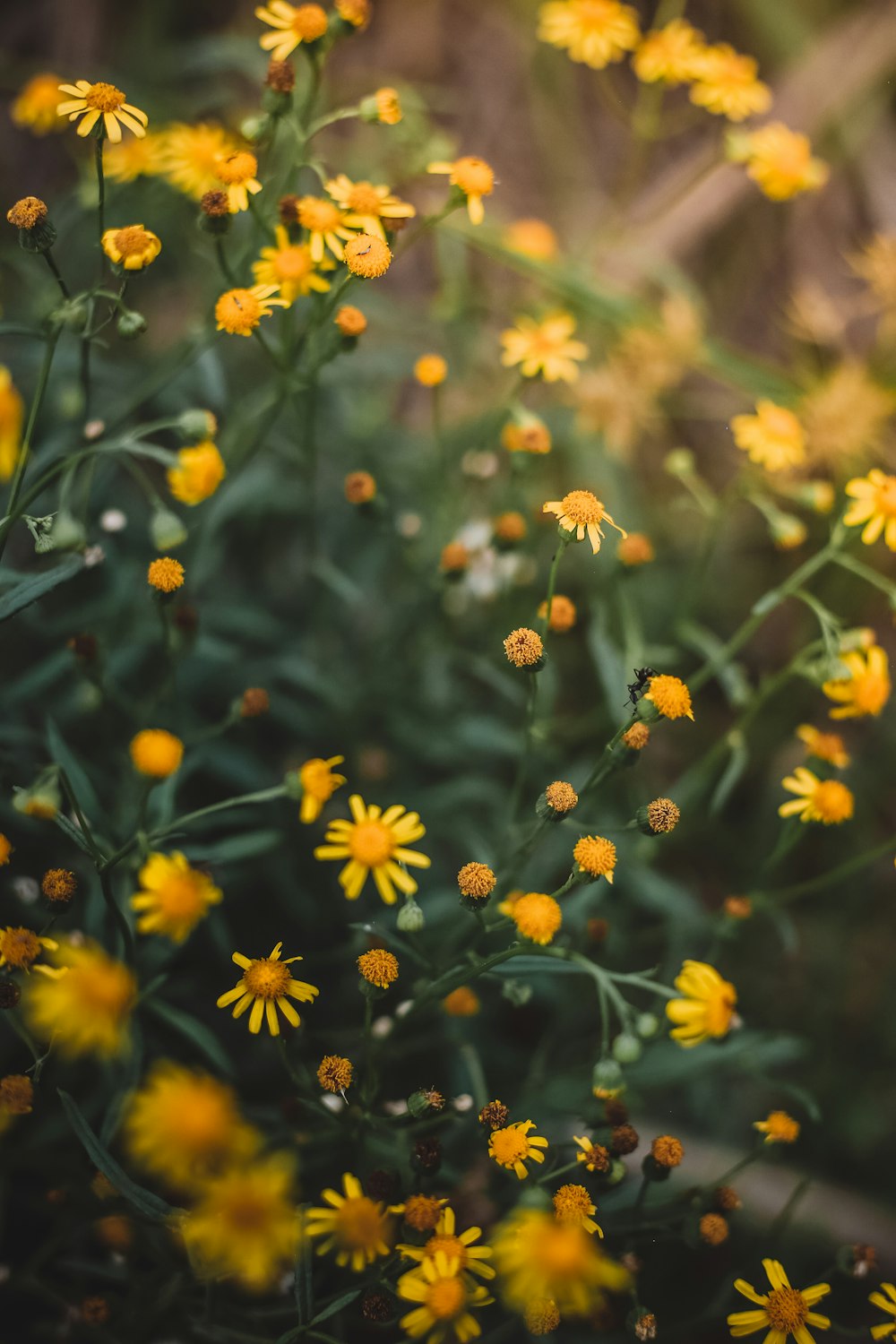 a close up of a flower