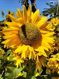 A large, vibrant sunflower with bright yellow petals and a textured brown center is prominently displayed. The background features additional sunflowers and lush green leaves, all under a clear blue sky.