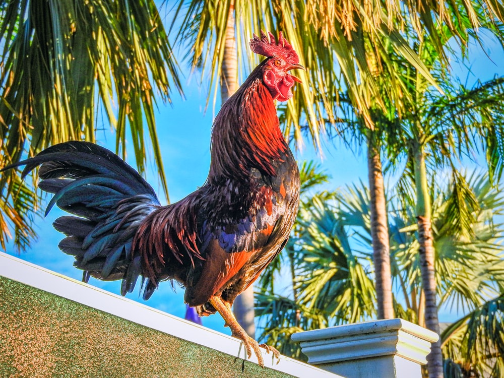 Un gallo parado en una repisa junto a una palmera