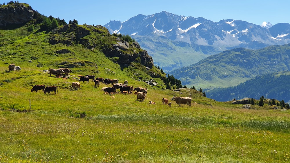 a herd of cattle grazing on a lush green hillside