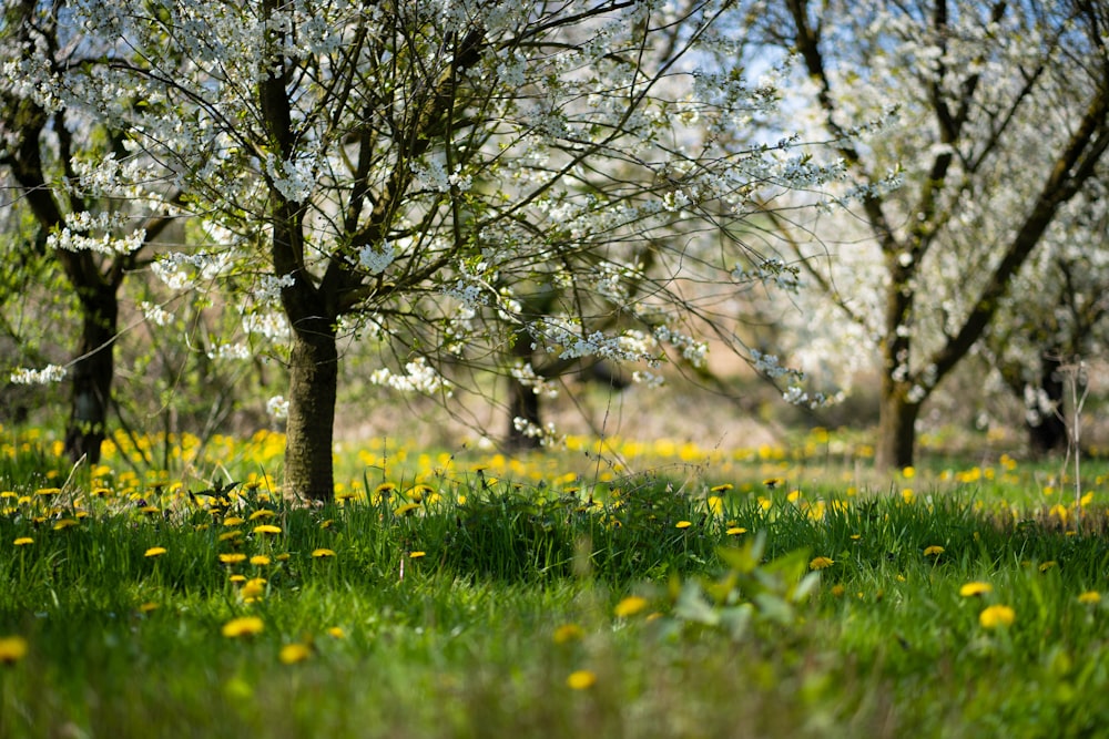 a field full of green grass and yellow flowers