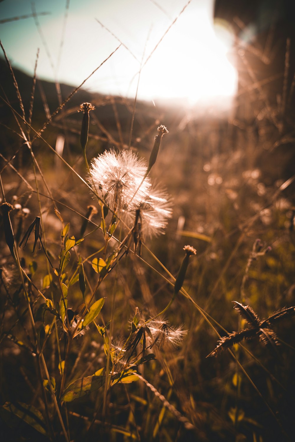 a dandelion in a field with the sun in the background