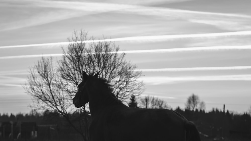 a horse standing in a field next to a tree