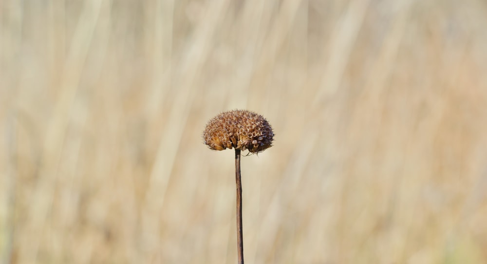 a dried up flower in a field of tall grass
