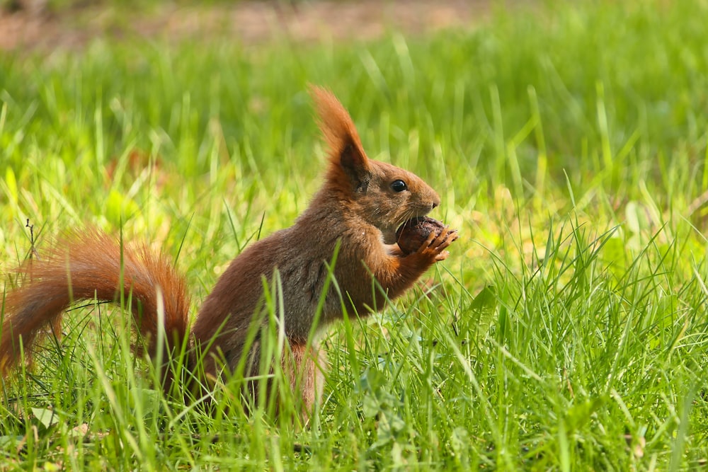 a squirrel is eating something in the grass