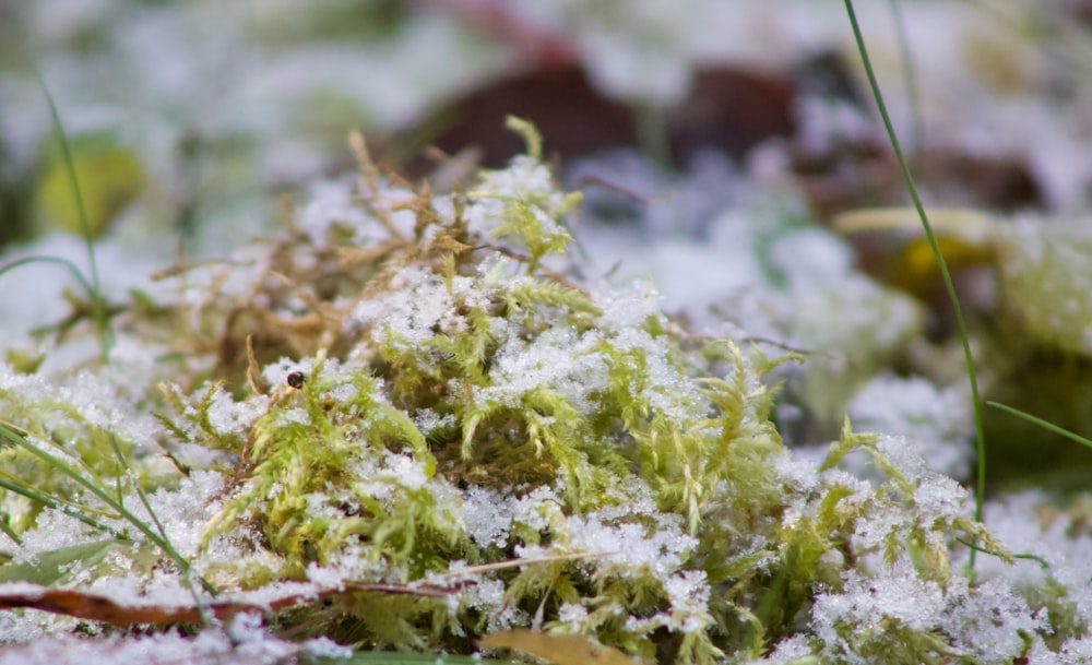 a close up of a moss covered in snow