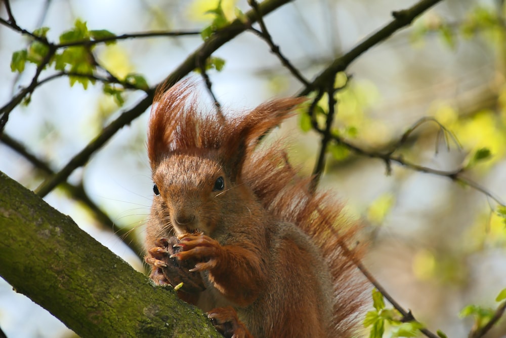 a red squirrel eating a nut in a tree