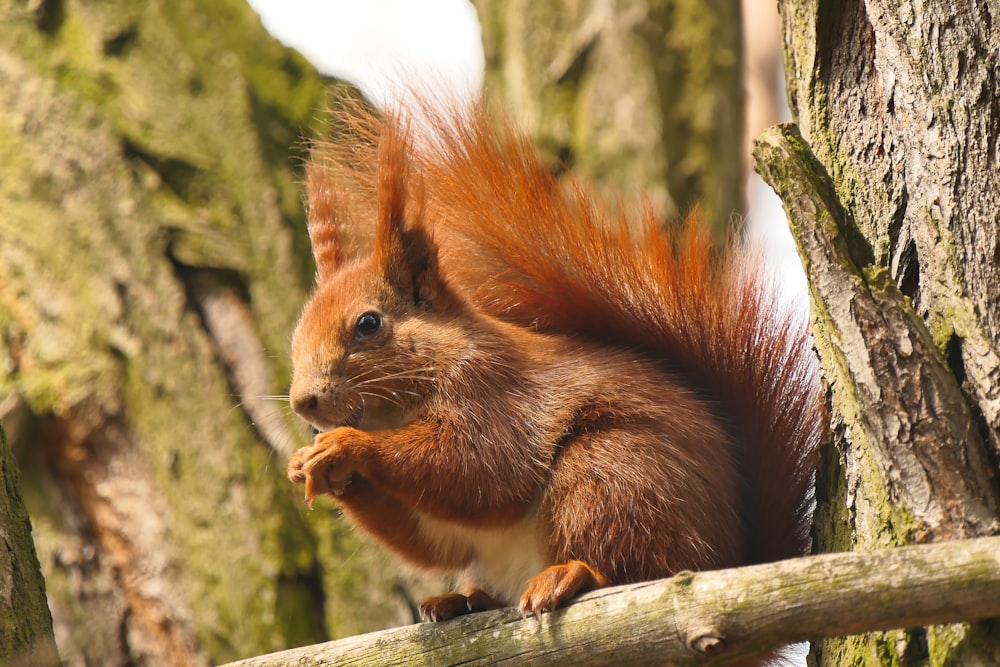 a red squirrel sitting on a tree branch