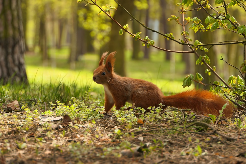a red squirrel is sitting in the grass