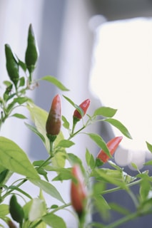 Close-up of ripe red chilies hanging from healthy green plants inside a climate-controlled greenhouse.