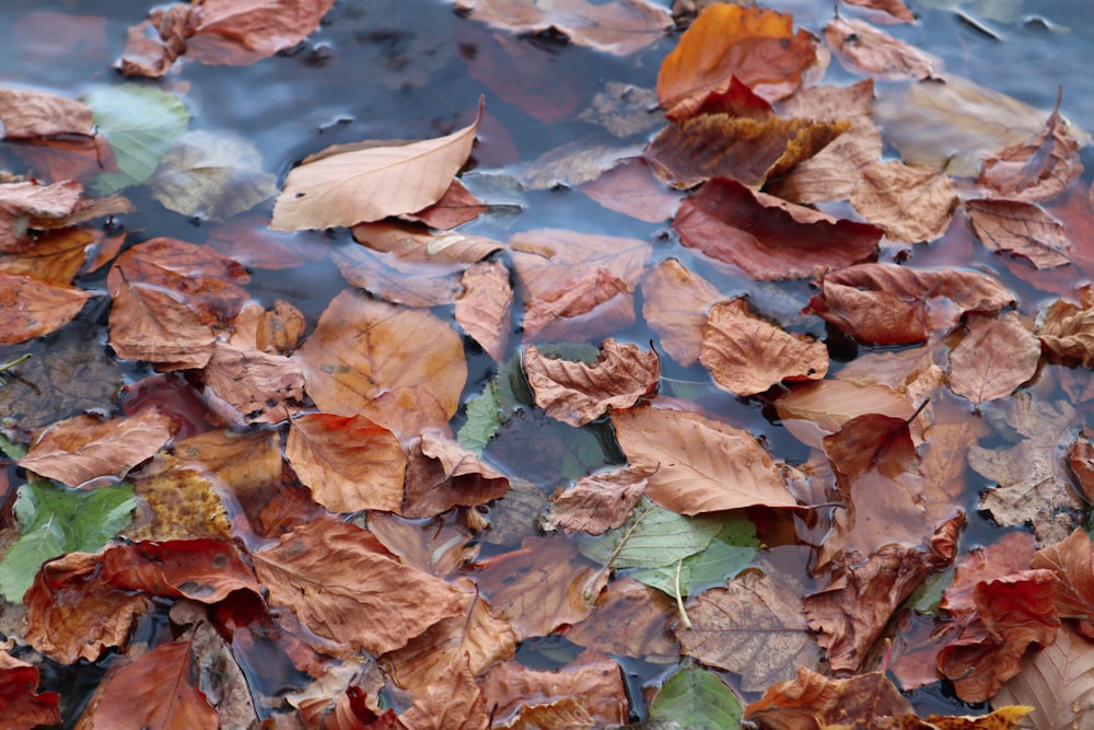 a bunch of leaves floating on top of a body of water