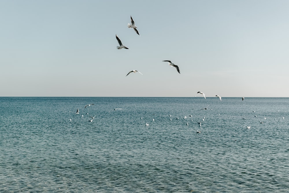 a flock of seagulls flying over the ocean