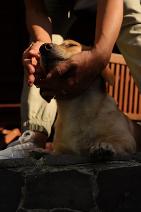 a person holding a dog in their hands