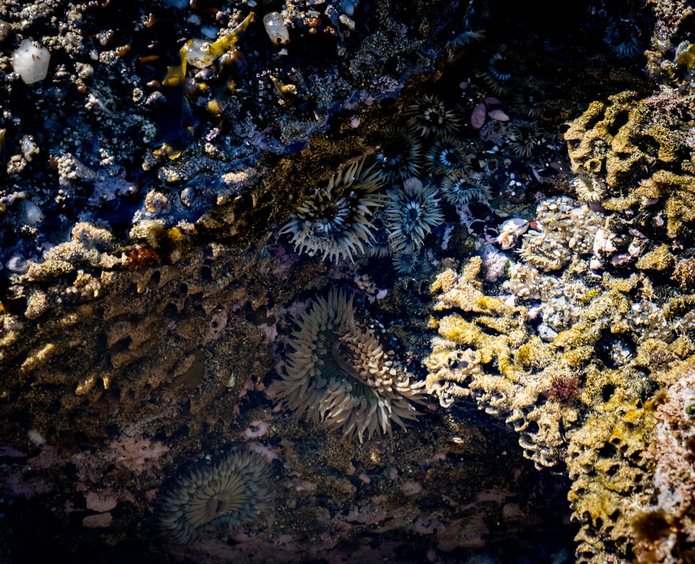 a close up of some plants and rocks