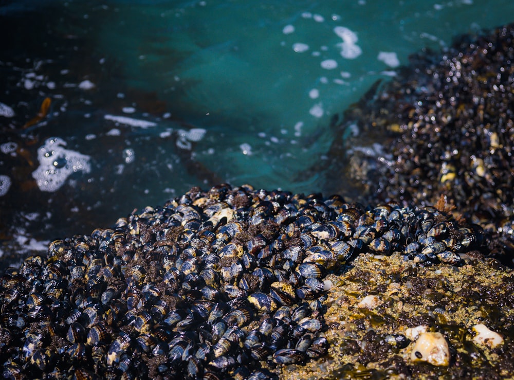 a bunch of mussels on a rock by the water